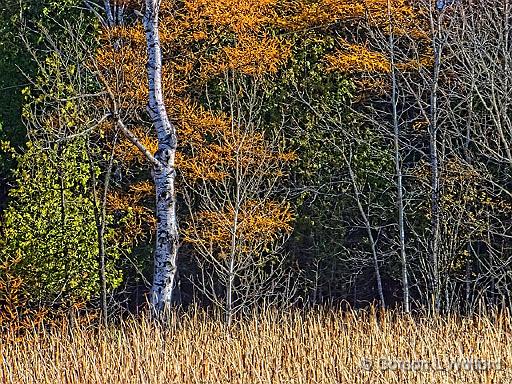Canadian Shield Scene_DSCF02915.jpg - Photographed near Calabogie, Ontario, Canada.